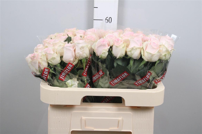 <h4>R Gr Revival Sweet</h4>