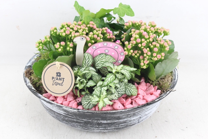 <h4>arr2 PL - Zink antiek schaal - roze</h4>