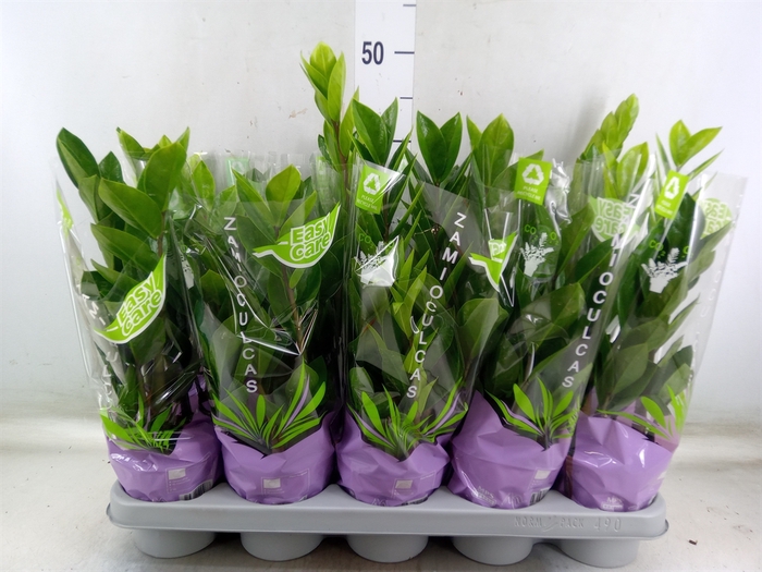 <h4>Zamioculcas zamiifolia</h4>