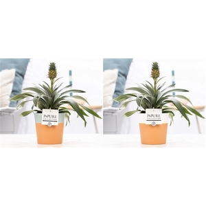 Ananas Rosita in P&PURE Terra Cotta 4 ass. 2