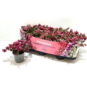 Gaultheria mucronata Rood