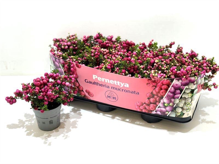 <h4>Gaultheria mucronata Rood</h4>