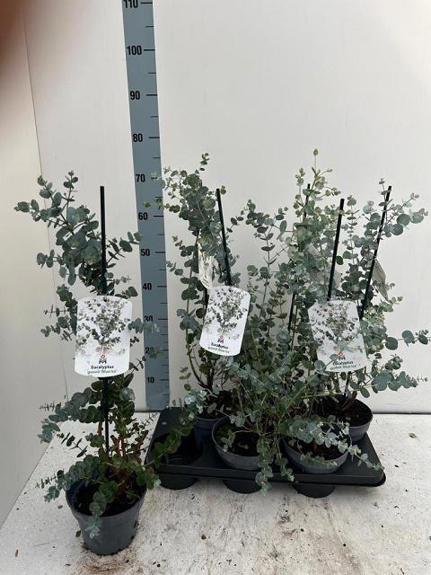 <h4>EUCAL GU BLUE ICE</h4>