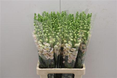 <h4>Antir Poto Apricot</h4>