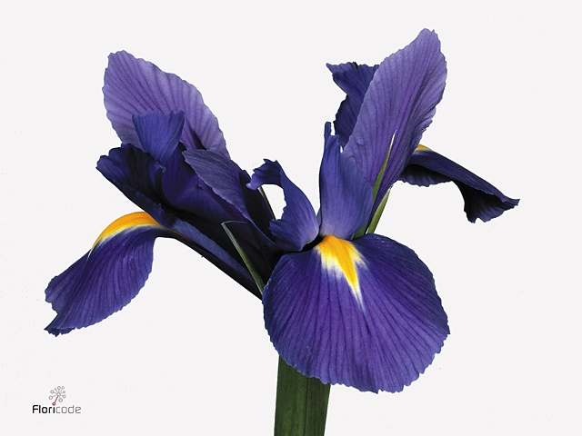 Iris Blue Magic Extra