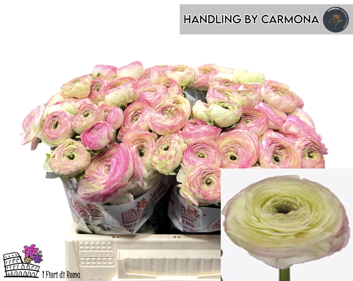 <h4>RAN SU FELICIDADE</h4>