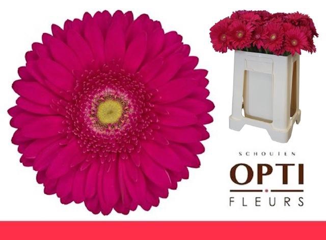 <h4>GE GR RILEY</h4>