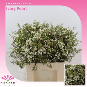 Chamelaucium Ivory Pearl