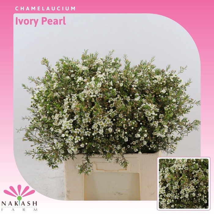 <h4>Chamelaucium Ivory Pearl</h4>