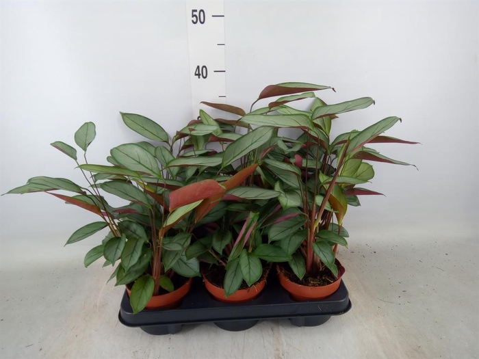 <h4>Ctenanthe   ...</h4>