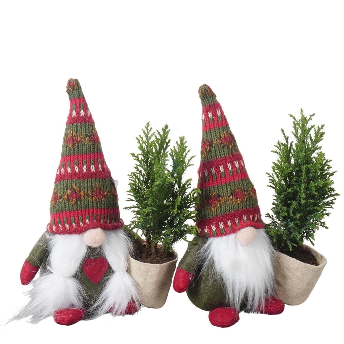 <h4>PTK25184 Ellwoodii in stoffen gnoom</h4>