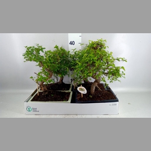 Bonsai   ...mix