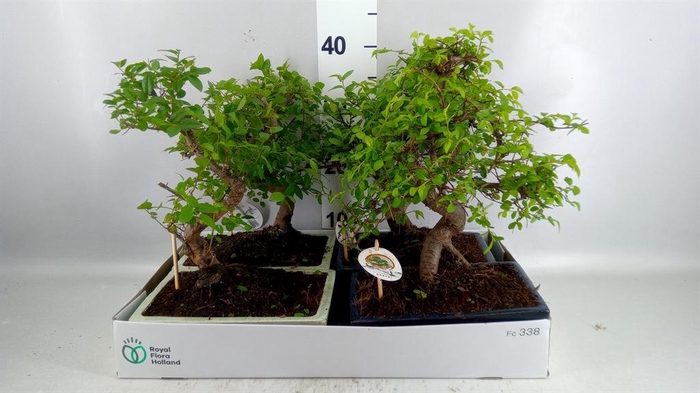 <h4>Bonsai   ...mix</h4>