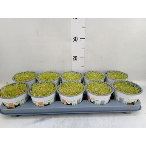 Hordeum sp.   ...kattegras zaai