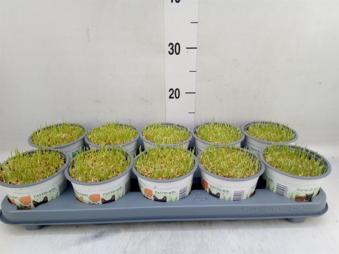 <h4>Hordeum sp.   ...kattegras zaai</h4>