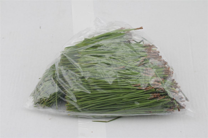 <h4>Pinus Needles 500gram</h4>