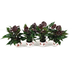 Anthurium xl.106 Chelsey Chocolate 7cm met keramieken kerstmok (24 uur besteltijd)