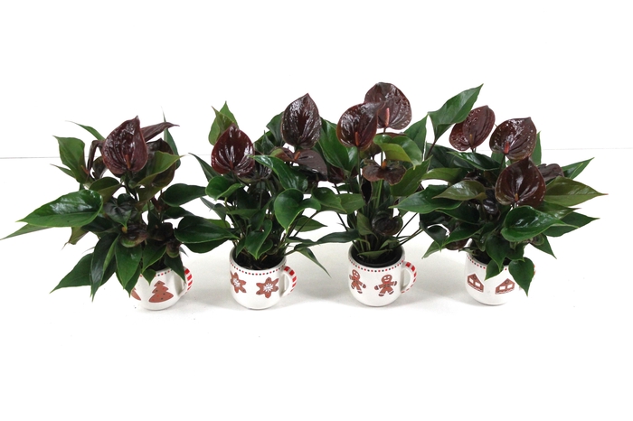 <h4>Anthurium xl.106 Chelsey Chocolate 7cm met keramieken kerstmok (24 uur besteltijd)</h4>