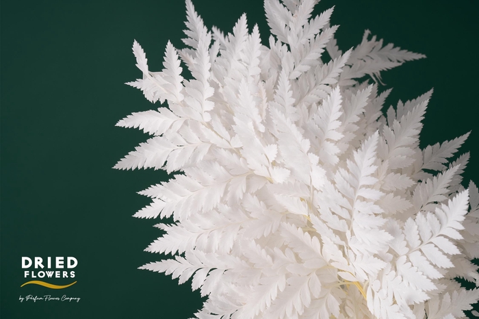 <h4>Dried Bleached Leatherleaf</h4>