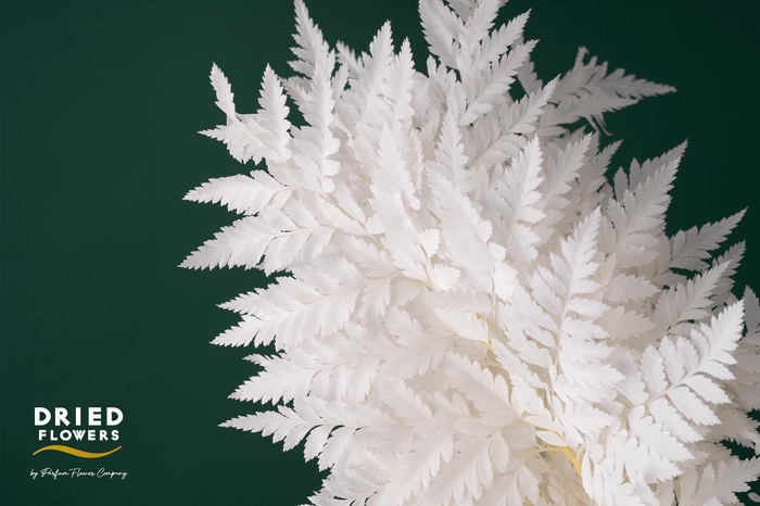 <h4>Dried Bleached Leatherleaf</h4>