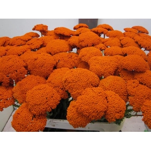 Achillia Oranje