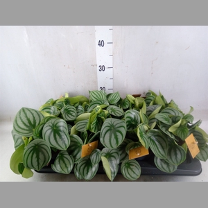 Peperomia argyreia
