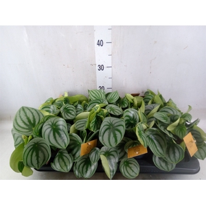 Peperomia argyreia