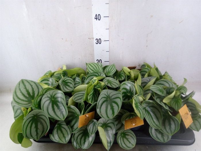 <h4>Peperomia argyreia</h4>