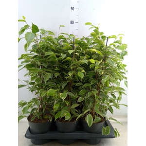 Ficus benja. 'Golden King'