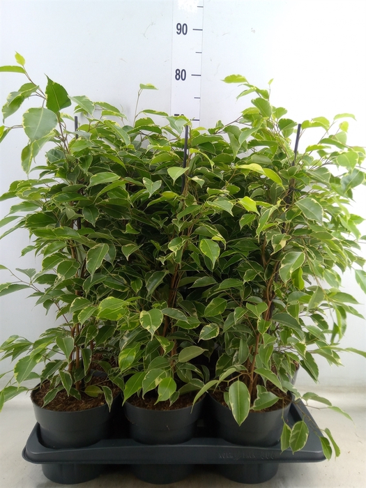 <h4>Ficus benja. 'Golden King'</h4>