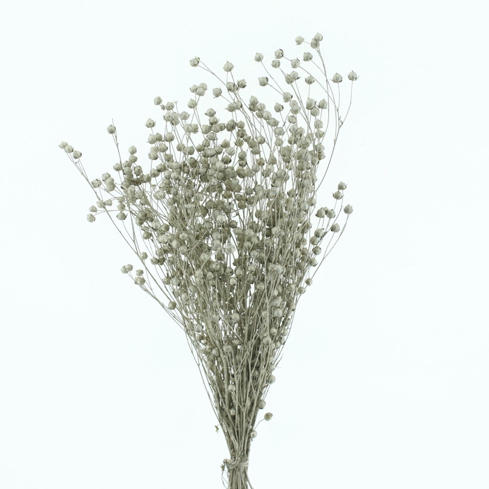 <h4>DROOGBL ONBEWERKT</h4>