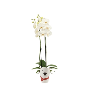 Potcover Polar Bear Phal Wit 2T14+