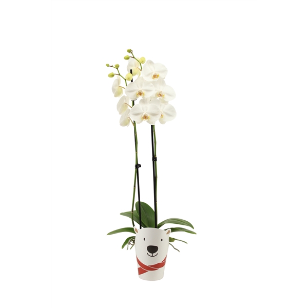 <h4>Potcover Polar Bear Phal Wit 2T14+</h4>