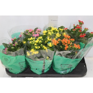 KALANCHOE P15