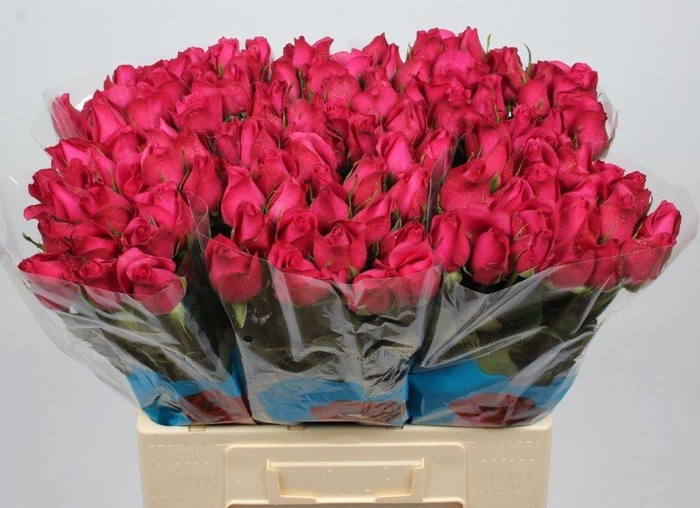 <h4>R GR GRAND EUROPE</h4>