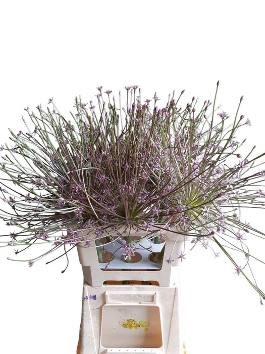 <h4>ALLIUM SCHUBERTII</h4>