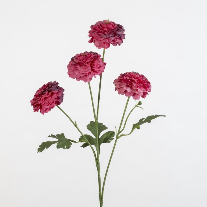 <h4>AF Ranunculus spr x4 L70cm fuc</h4>