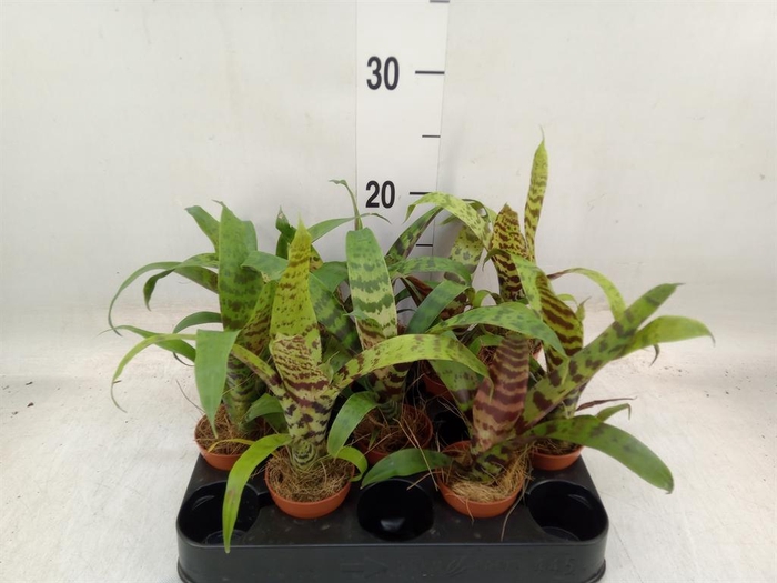 <h4>Vriesea  'Era'</h4>