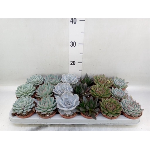 Echeveria   ...mix
