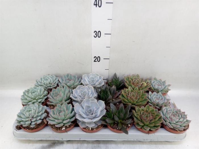 <h4>Echeveria   ...mix</h4>
