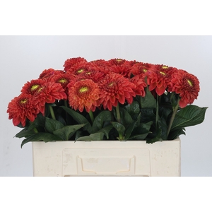 Dahlia Orange Fox