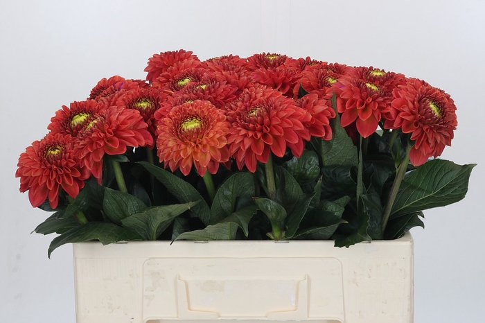 <h4>Dahlia Orange Fox</h4>