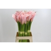 Zantedeschia Eydolls Pink