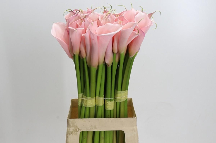 <h4>Zantedeschia Eydolls Pink</h4>