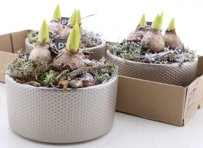 <h4>ARR HYACINTH</h4>