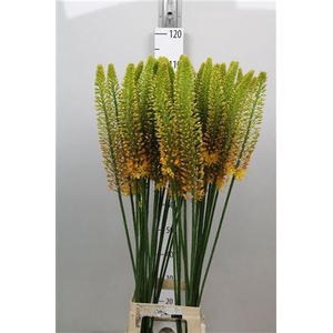 Eremurus Orange Prin
