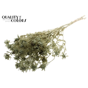 Carthamus per bunch Intense Olive