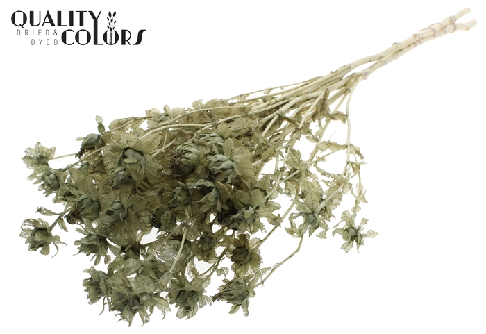 <h4>Carthamus per bunch Intense Olive</h4>