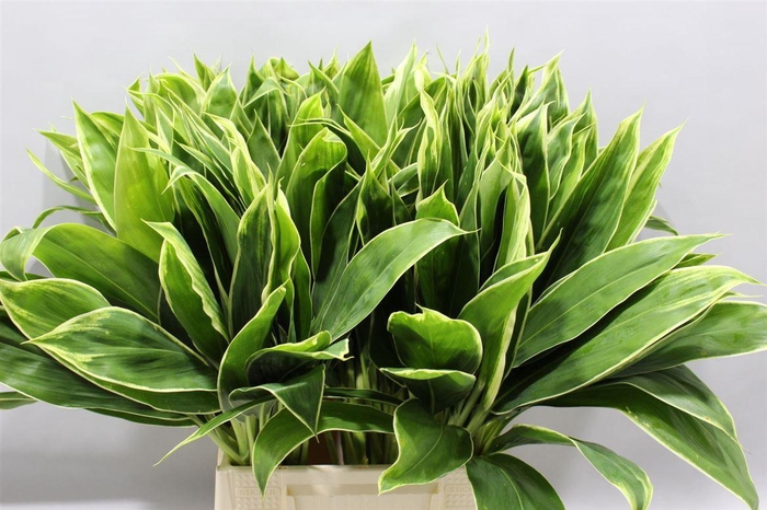 <h4>Cordyline Tips Snow Queen 55 Cm</h4>