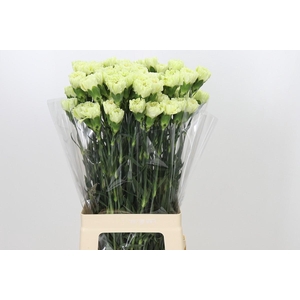 Dianthus St Voragine